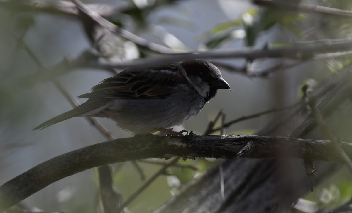 House Sparrow - ML618988741