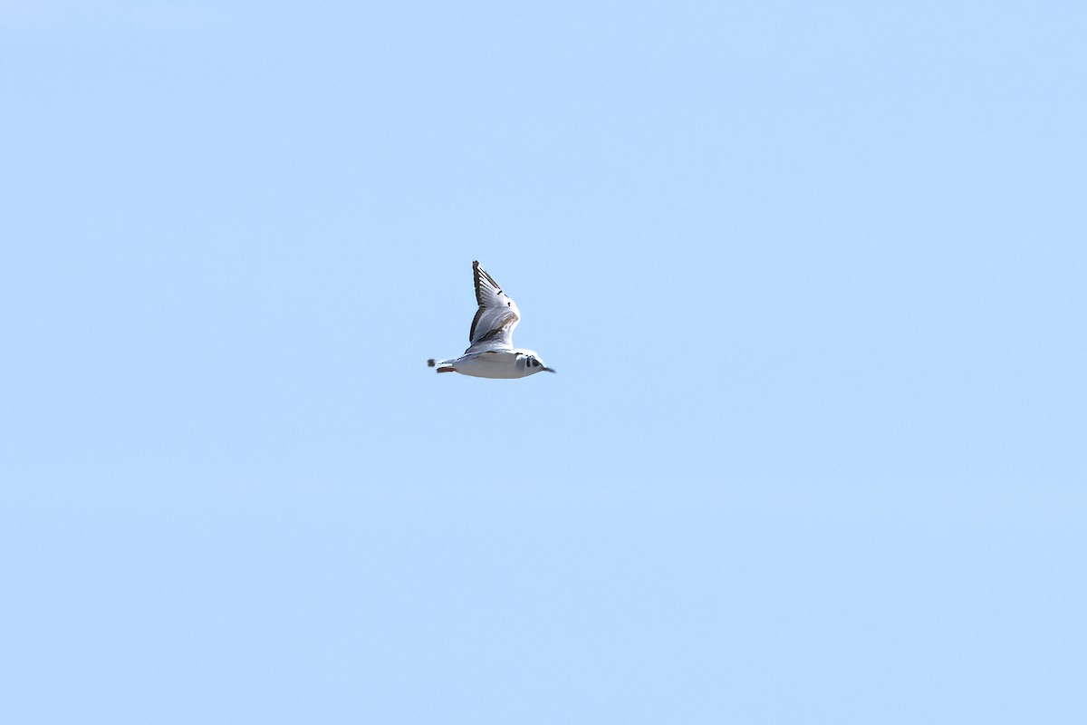 Bonaparte's Gull - Michael Kopel