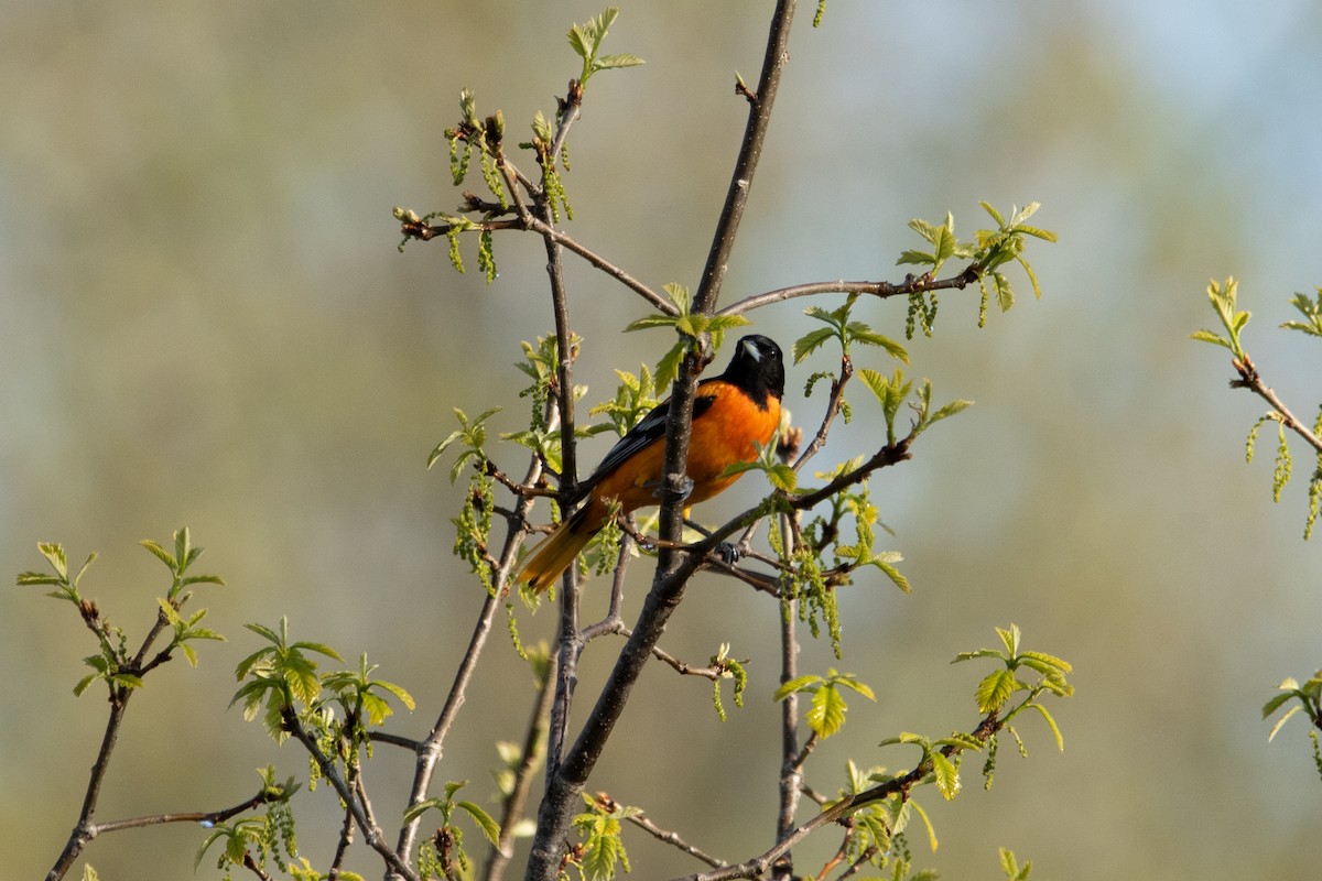 Baltimore Oriole - Kate Reed