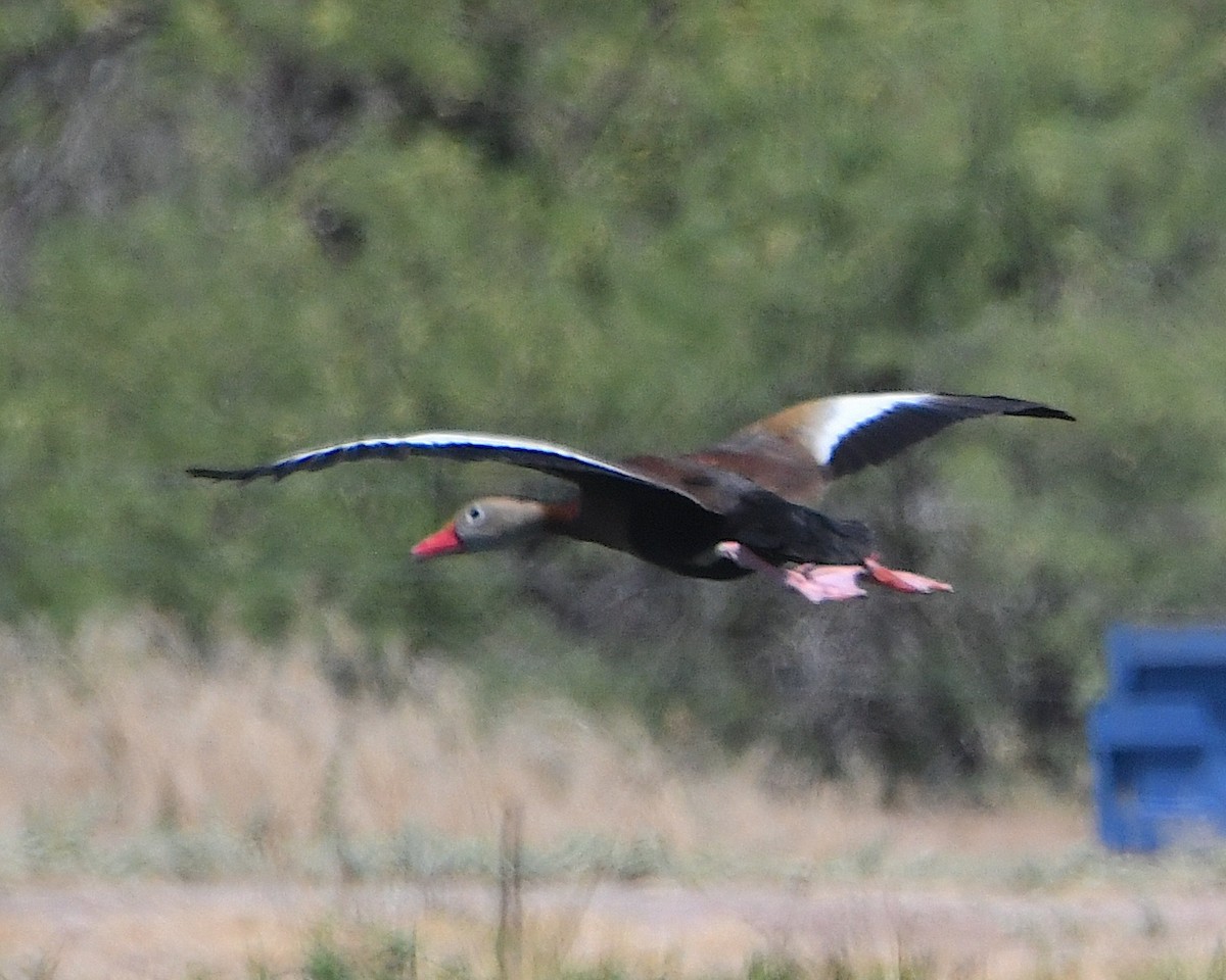Black-bellied Whistling-Duck - Ted Wolff