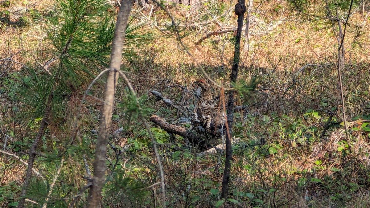 Spruce Grouse - ML618988774