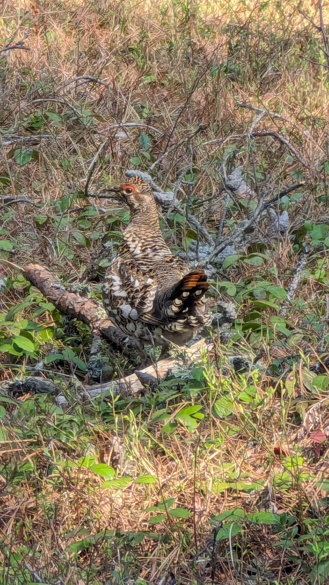 Spruce Grouse - ML618988776
