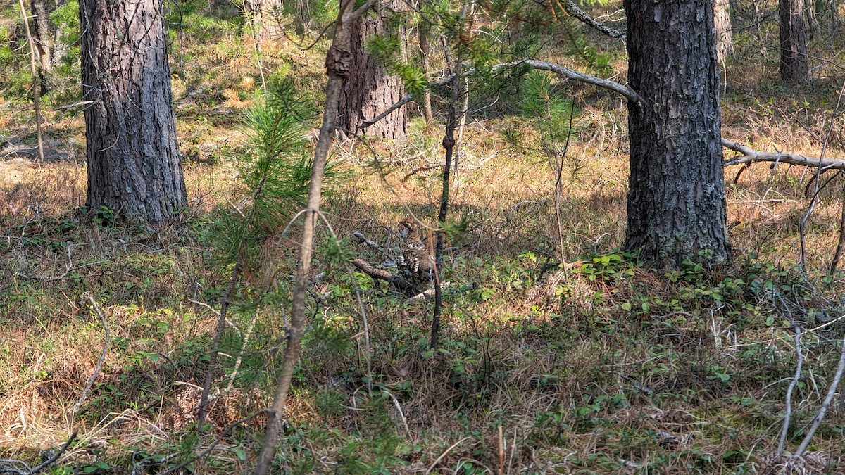 Spruce Grouse - ML618988777