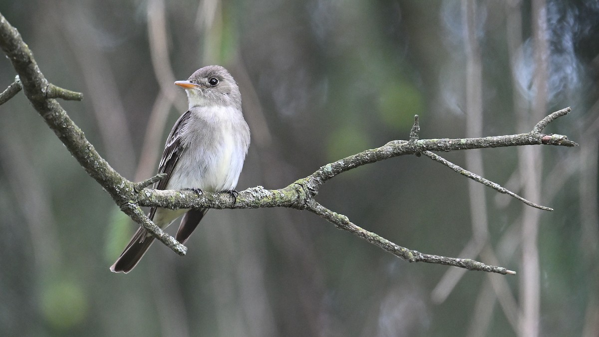 Eastern Wood-Pewee - Gregg Summers