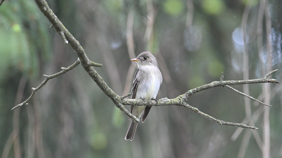 Eastern Wood-Pewee - Gregg Summers