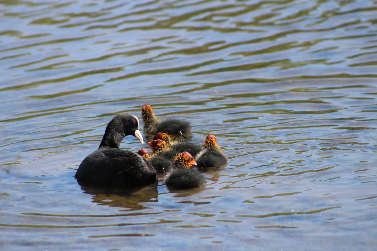 Eurasian Coot - Jingyi Yang