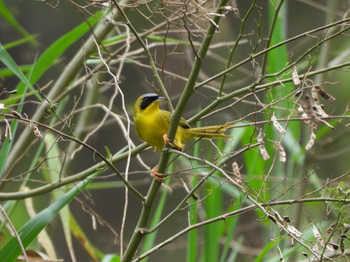 Masked Yellowthroat - Francisco Contreras @francontreras.80