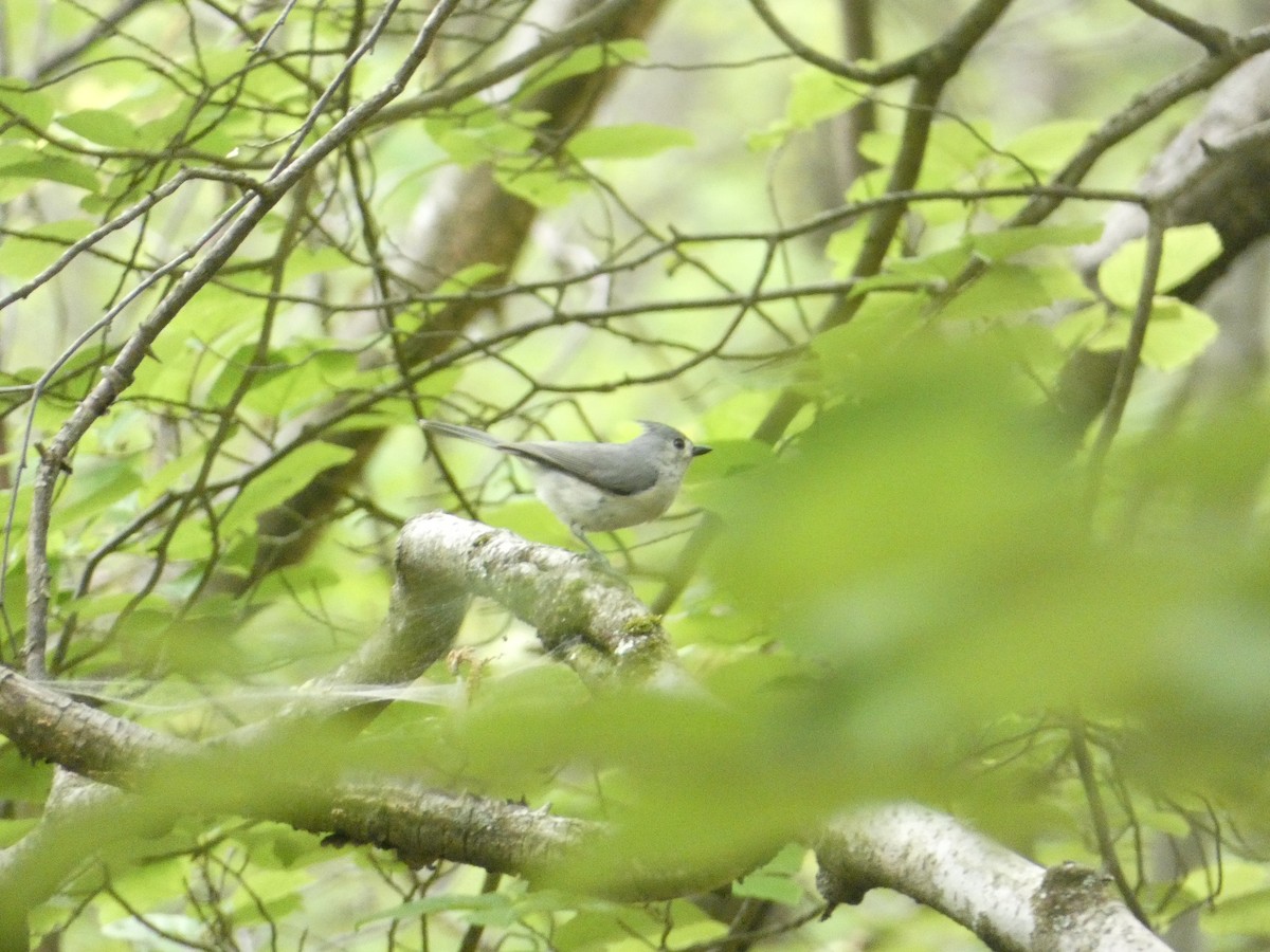 Tufted Titmouse - Rithika Fernandes