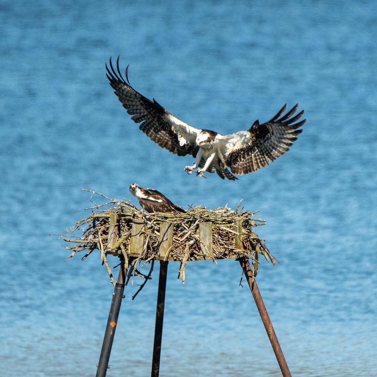 Osprey - Theresa Ray