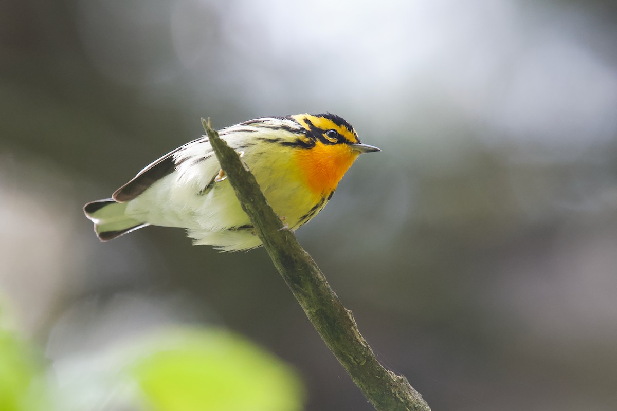 Blackburnian Warbler - Owen Strickland