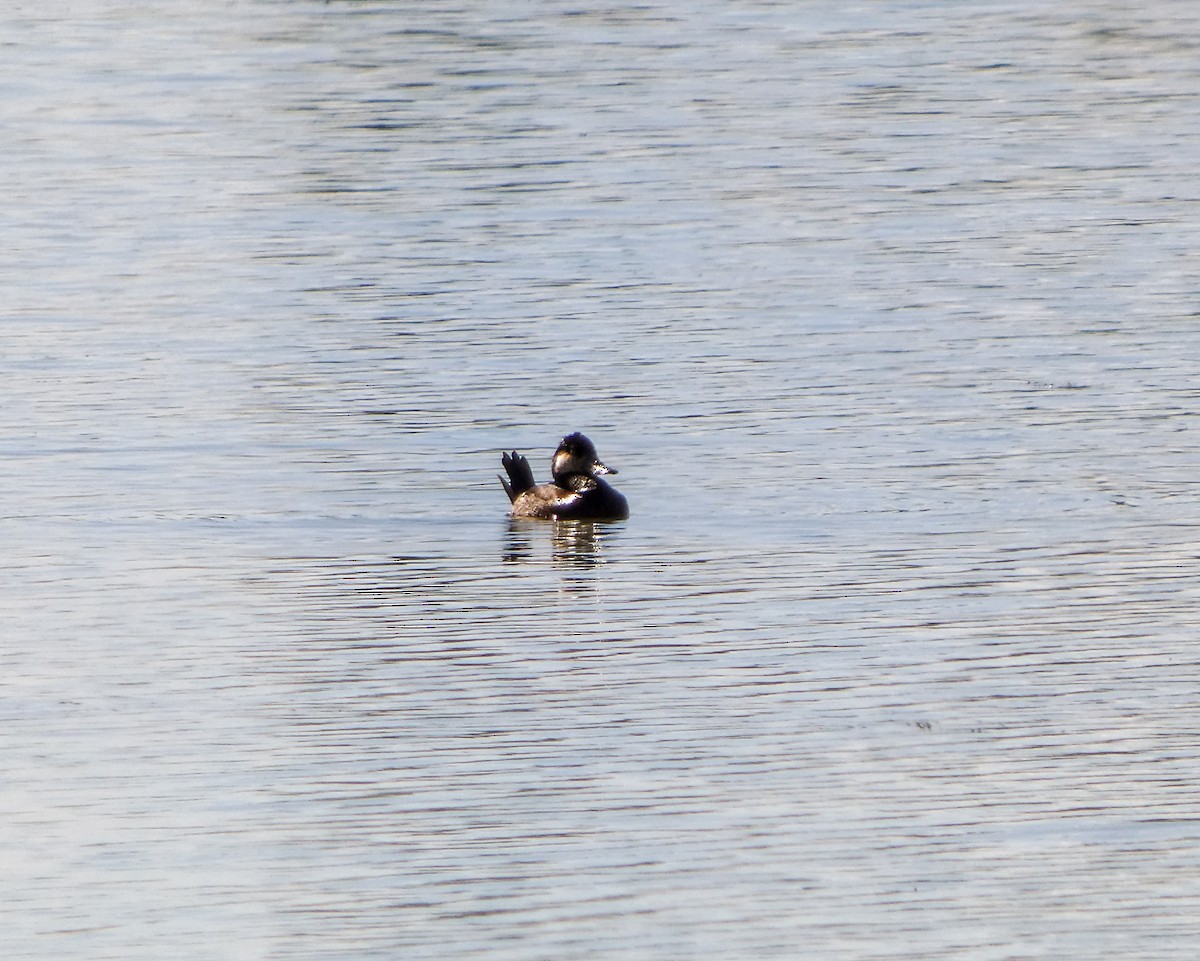 Ruddy Duck - ML618988841