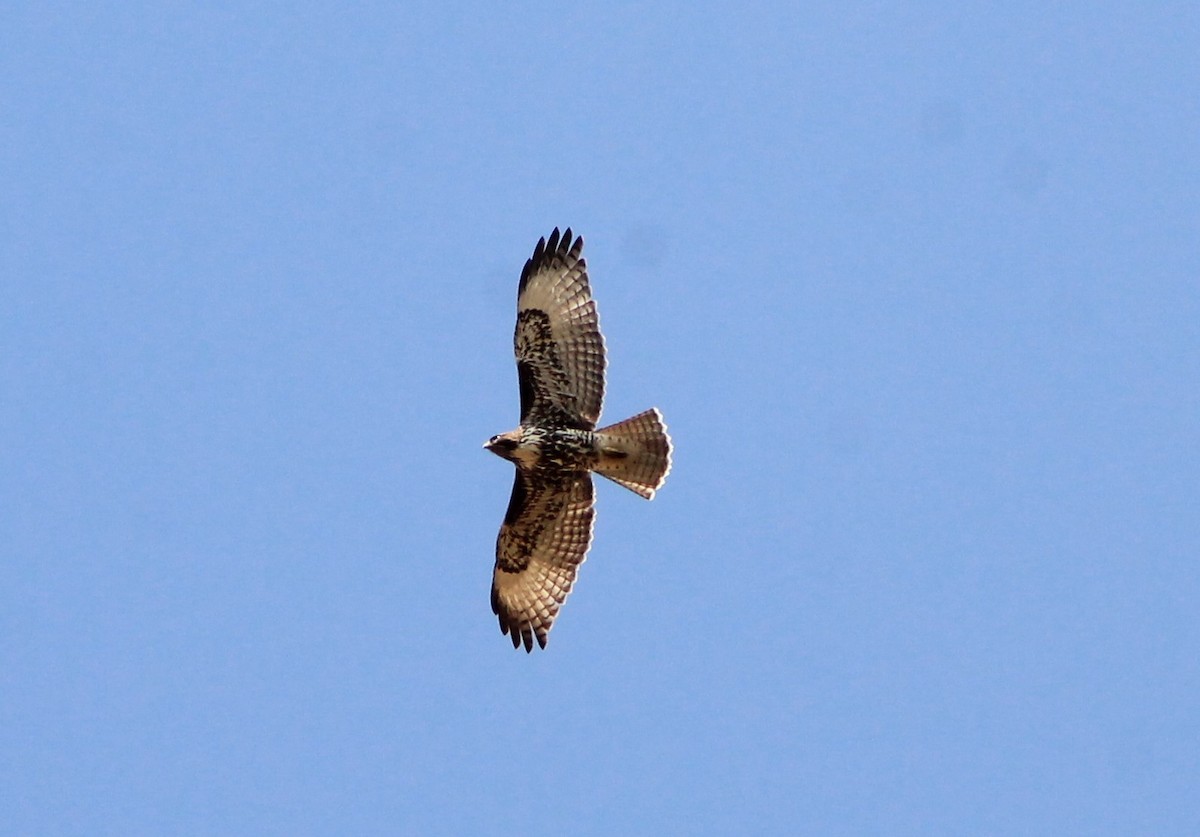 Red-tailed Hawk - Aressia Garcia M.