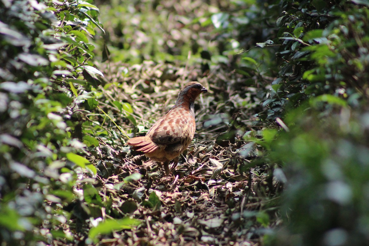 Chinese Bamboo-Partridge - Jingyi Yang