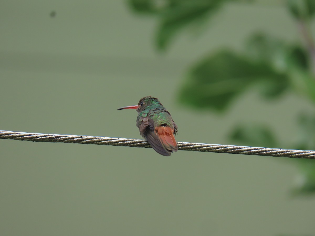 Rufous-tailed Hummingbird - Sandra Lema