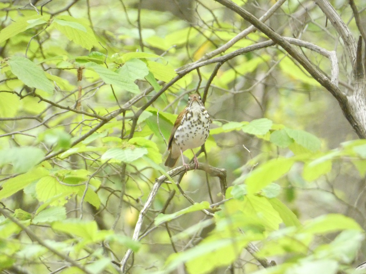 Wood Thrush - Rithika Fernandes