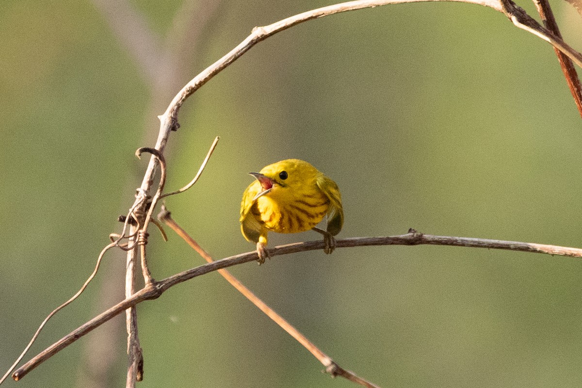 Yellow Warbler - Kate Reed