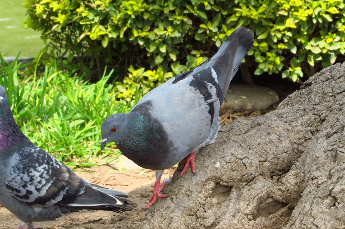 Rock Pigeon (Feral Pigeon) - Gary Prescott