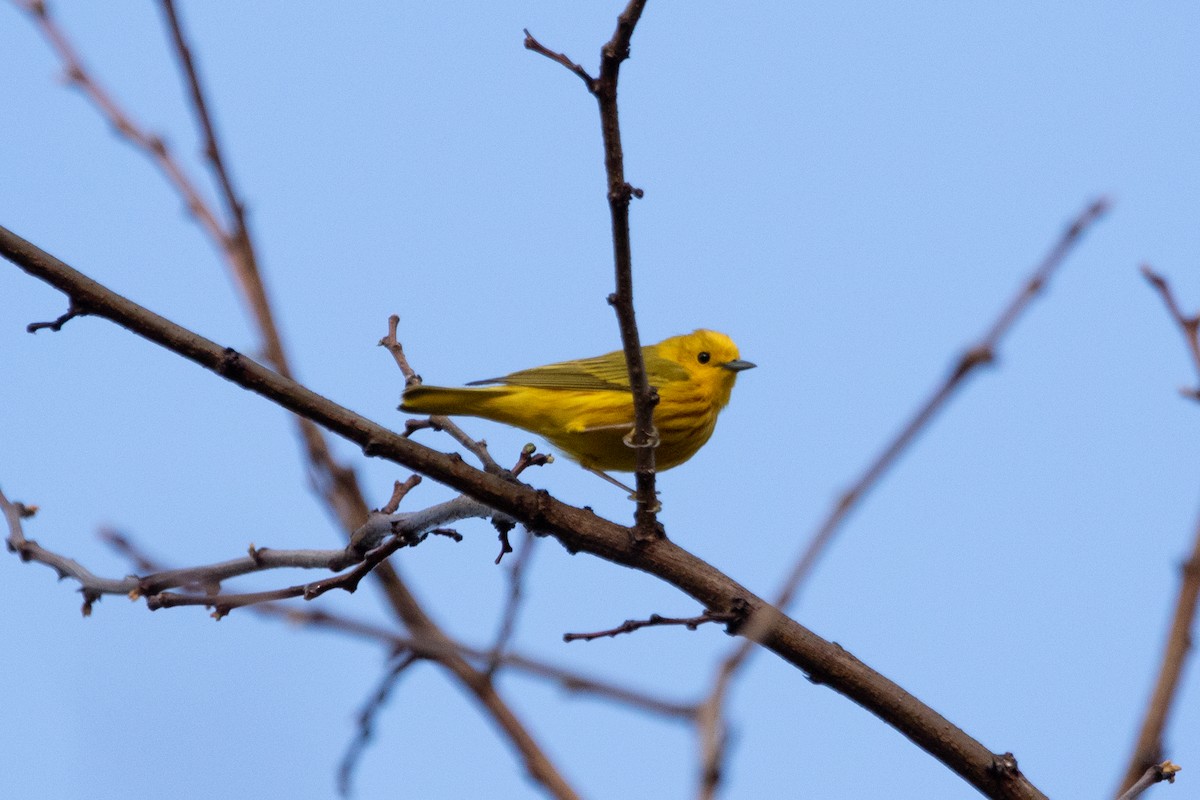 Yellow Warbler - Kate Reed