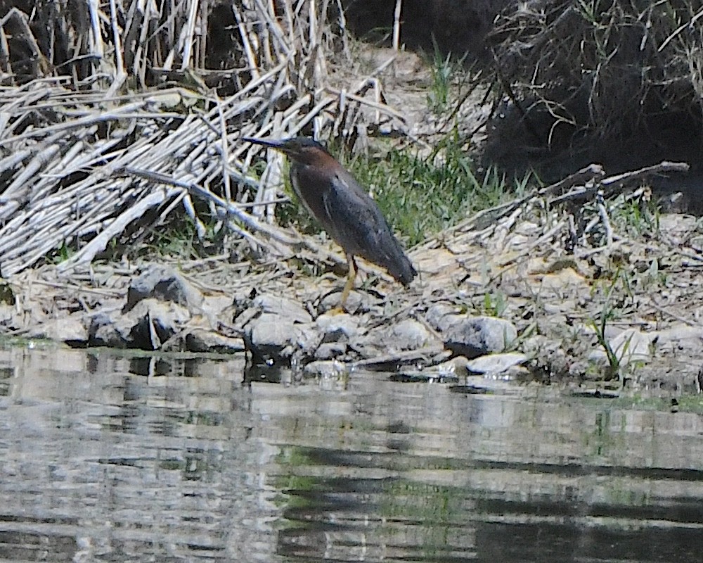 Green Heron - Ted Wolff