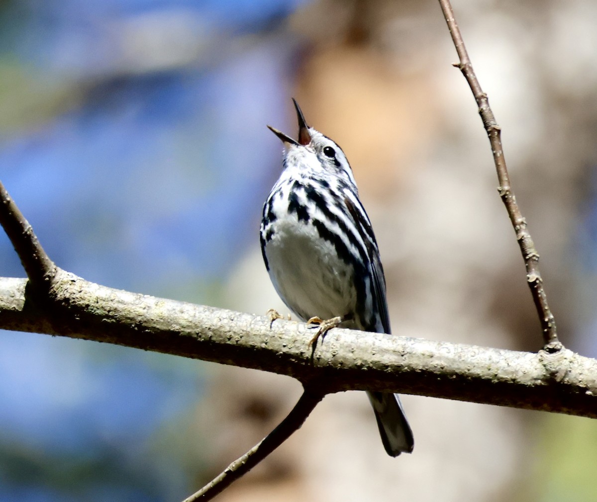 Black-and-white Warbler - Charlie   Nims