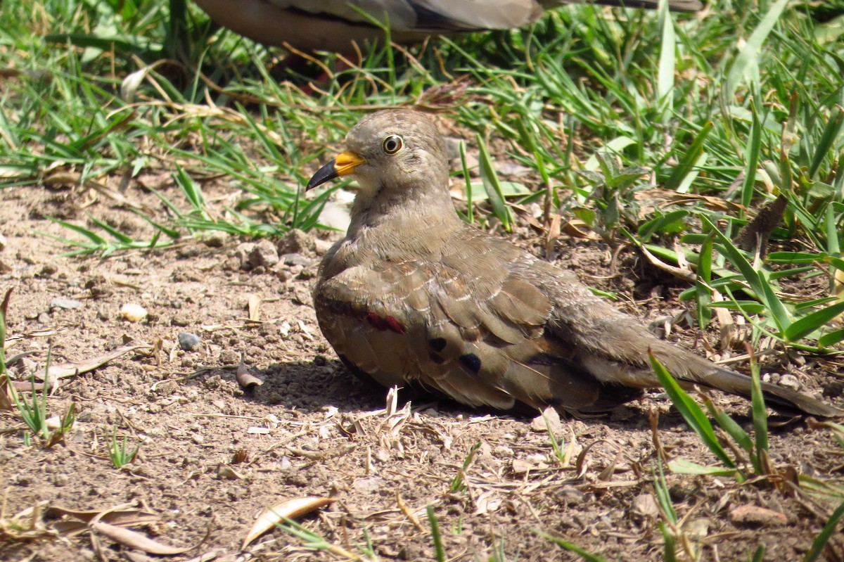 Croaking Ground Dove - Gary Prescott