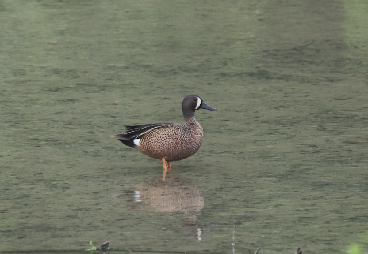 Blue-winged Teal - ML618988951