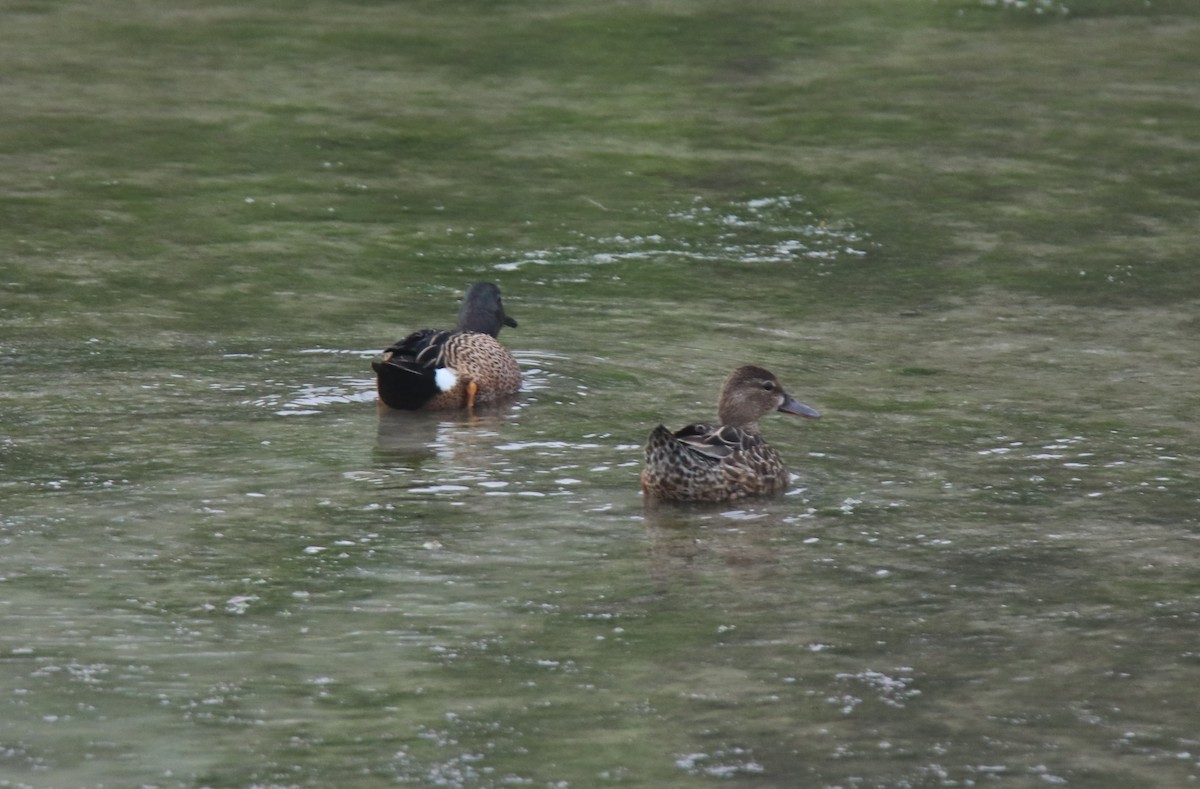 Blue-winged Teal - ML618988953