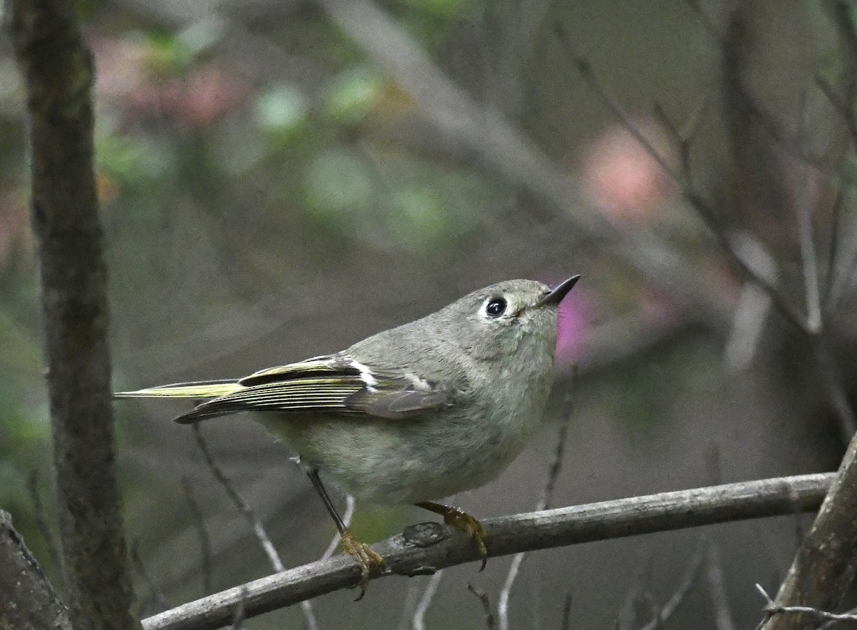 Ruby-crowned Kinglet - Peter Paul