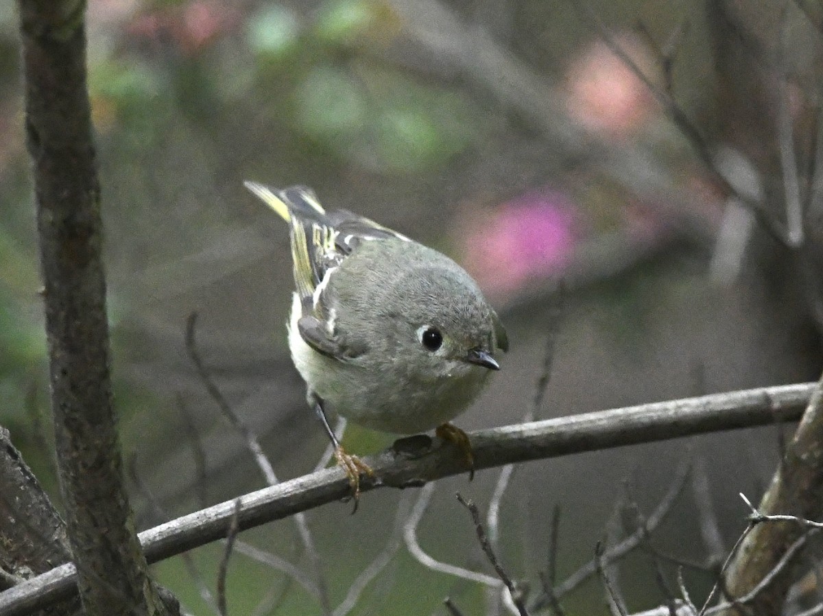 Roitelet à couronne rubis - ML618988961