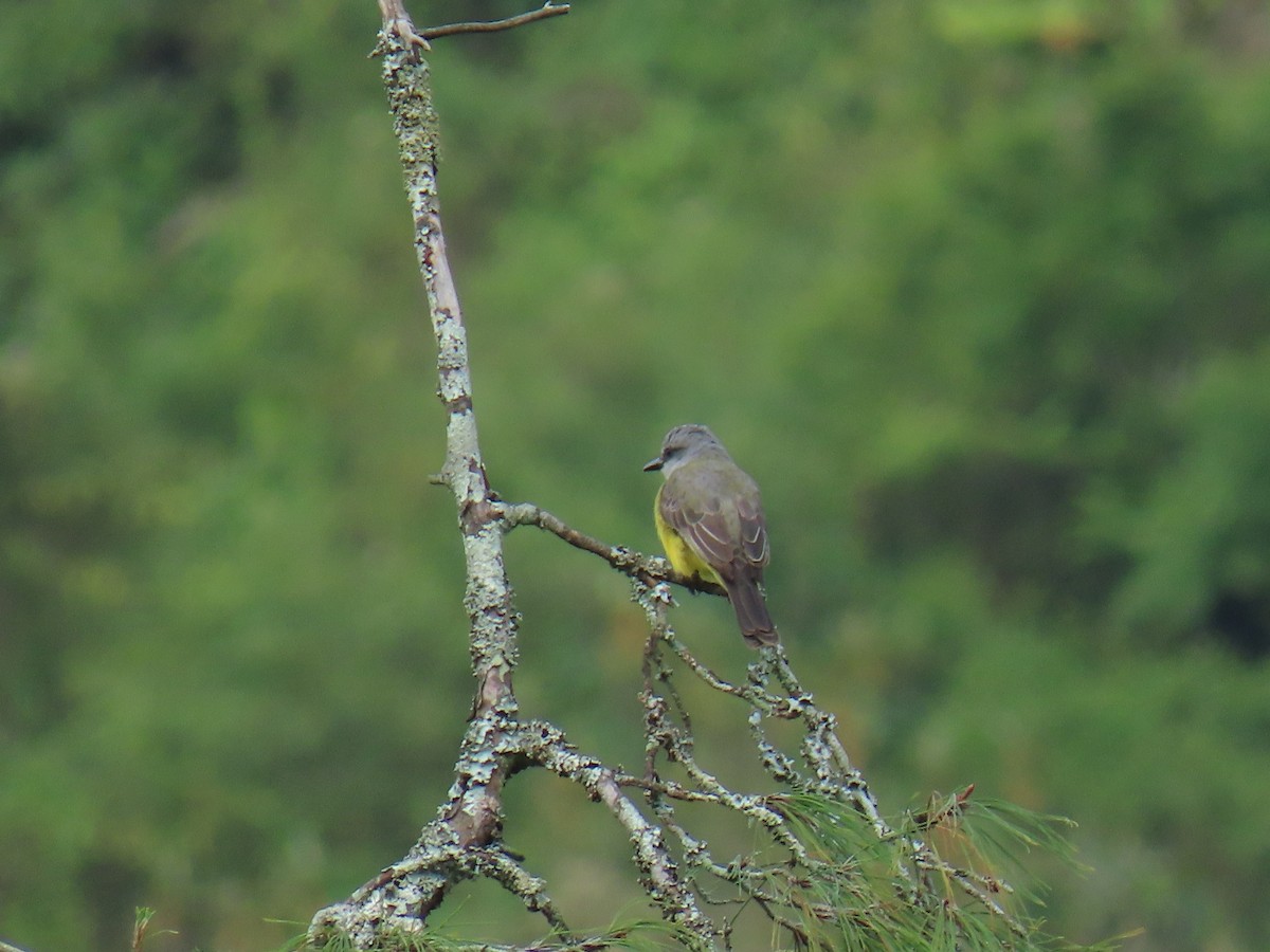 Tropical Kingbird - Sandra Lema