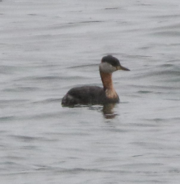Red-necked Grebe - ML618988994