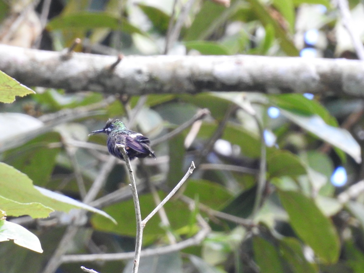 Wire-crested Thorntail - Juan nicolas  Jara Ordoñez