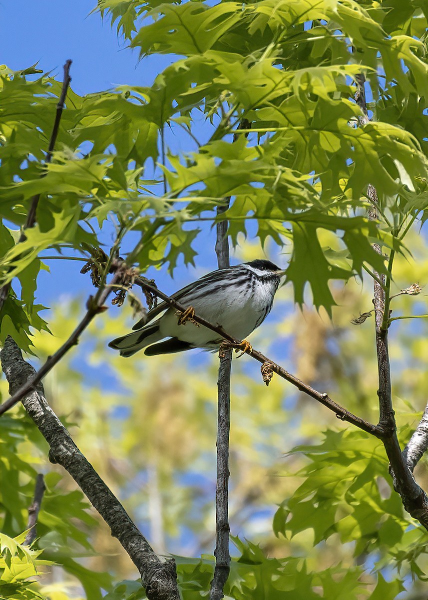 Blackpoll Warbler - ML618989018