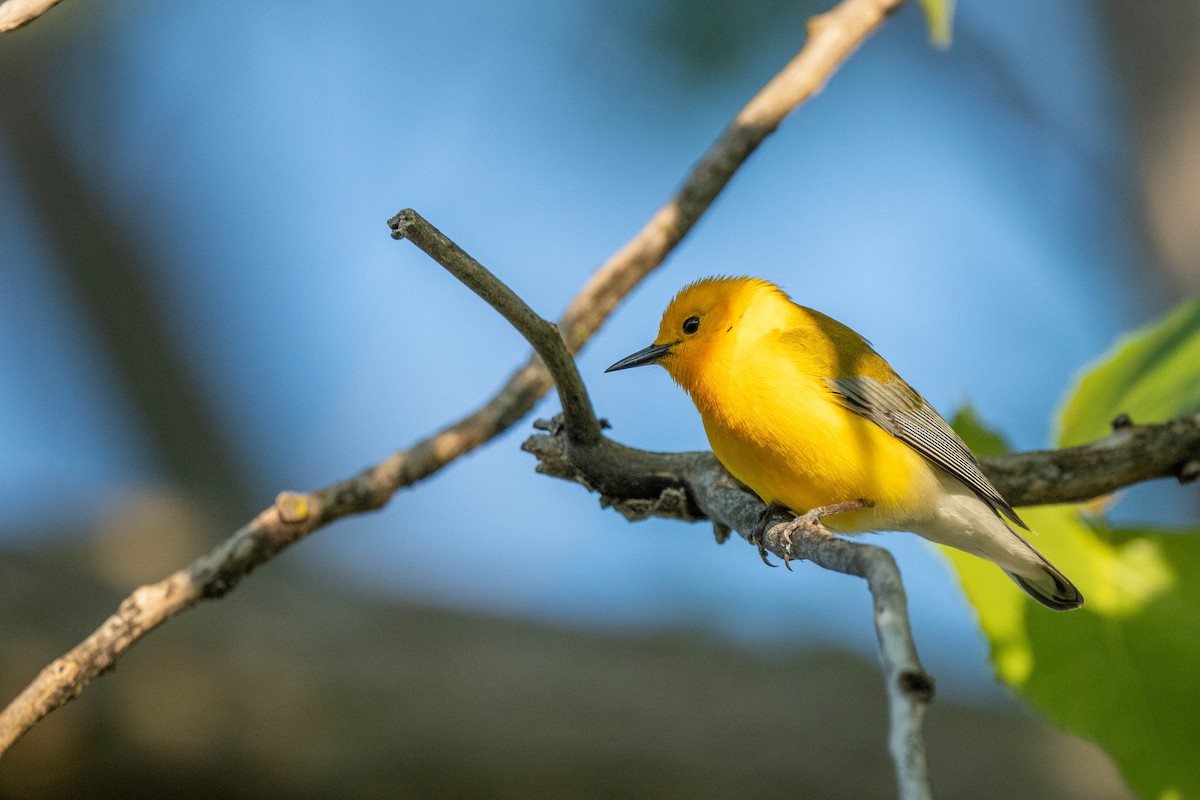 Prothonotary Warbler - Brendan Lanpher