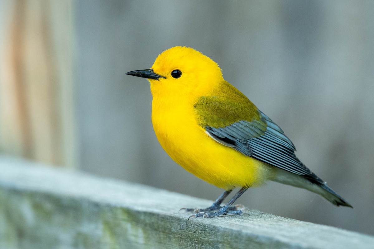 Prothonotary Warbler - Brendan Lanpher