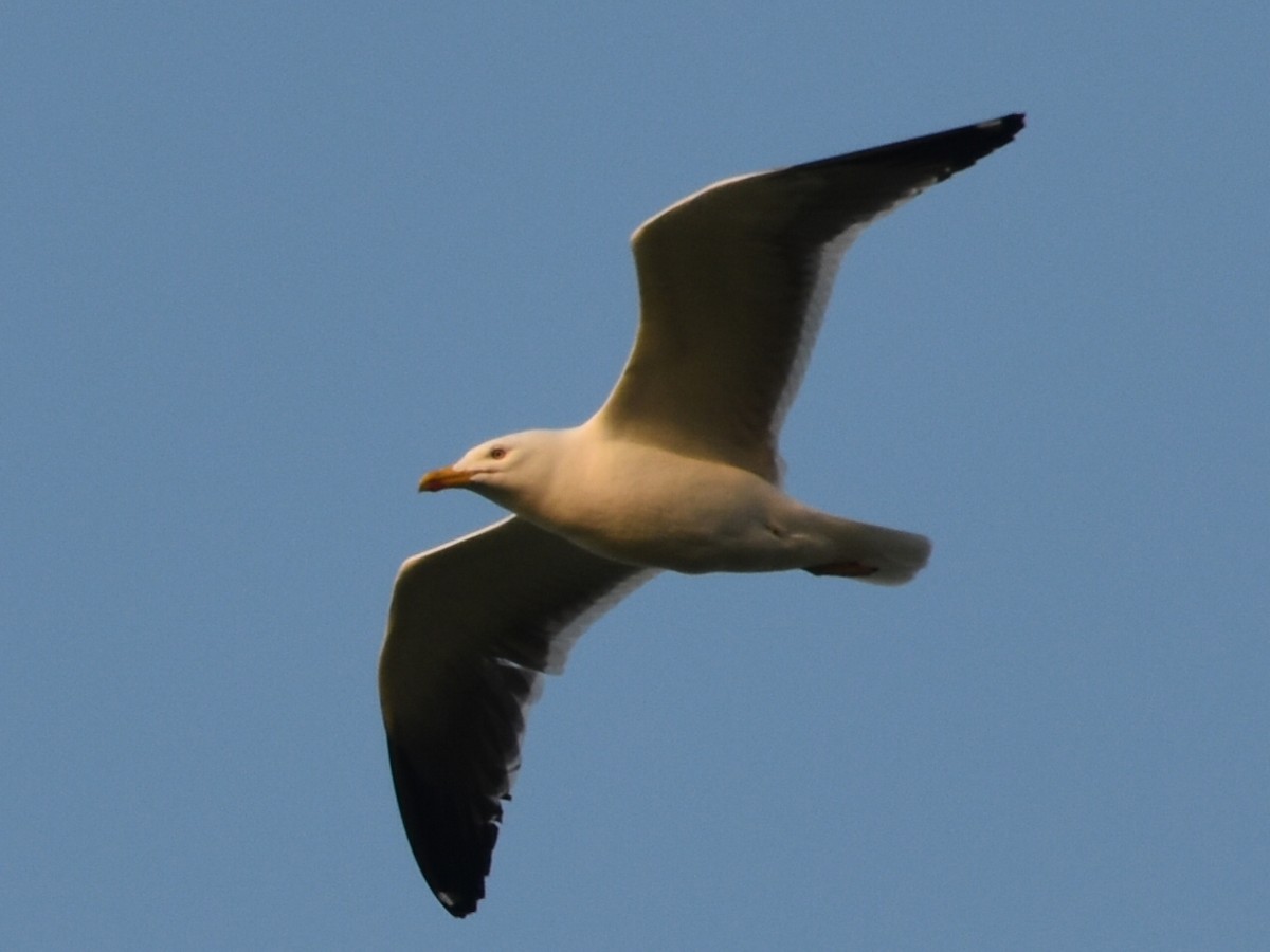 Lesser Black-backed Gull - ML618989026