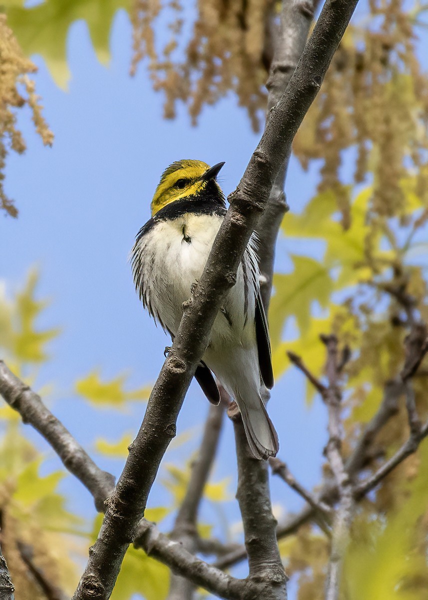 Black-throated Green Warbler - k bartels