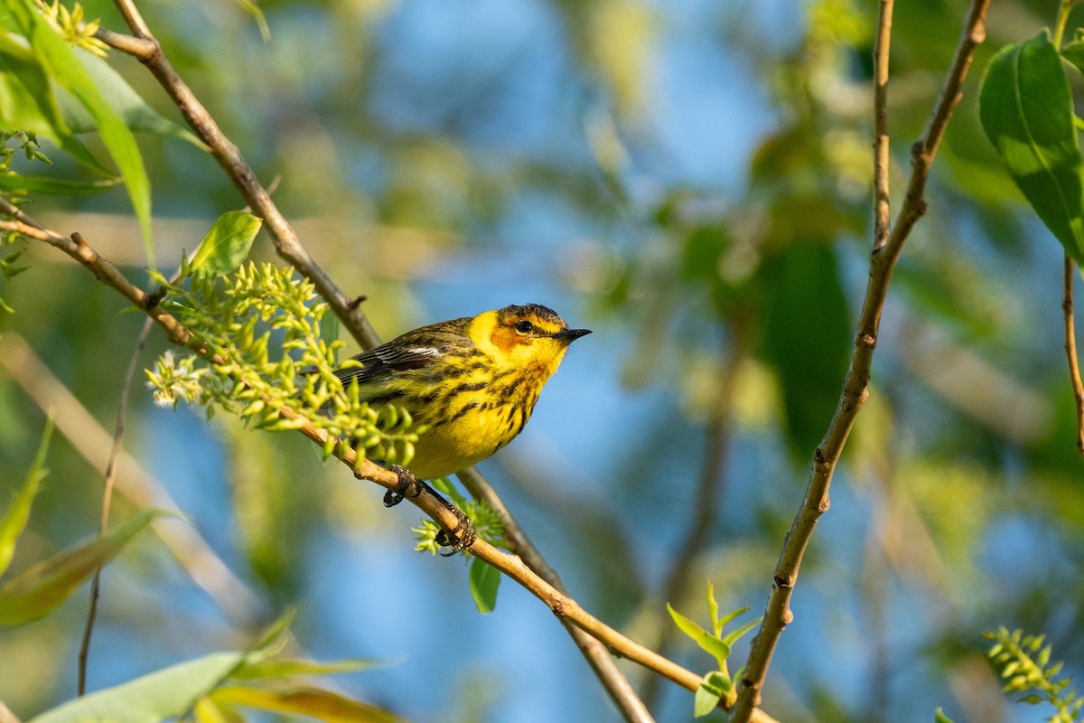 Cape May Warbler - Brendan Lanpher