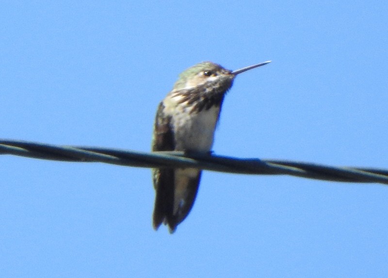 Calliope Hummingbird - Andy Frank