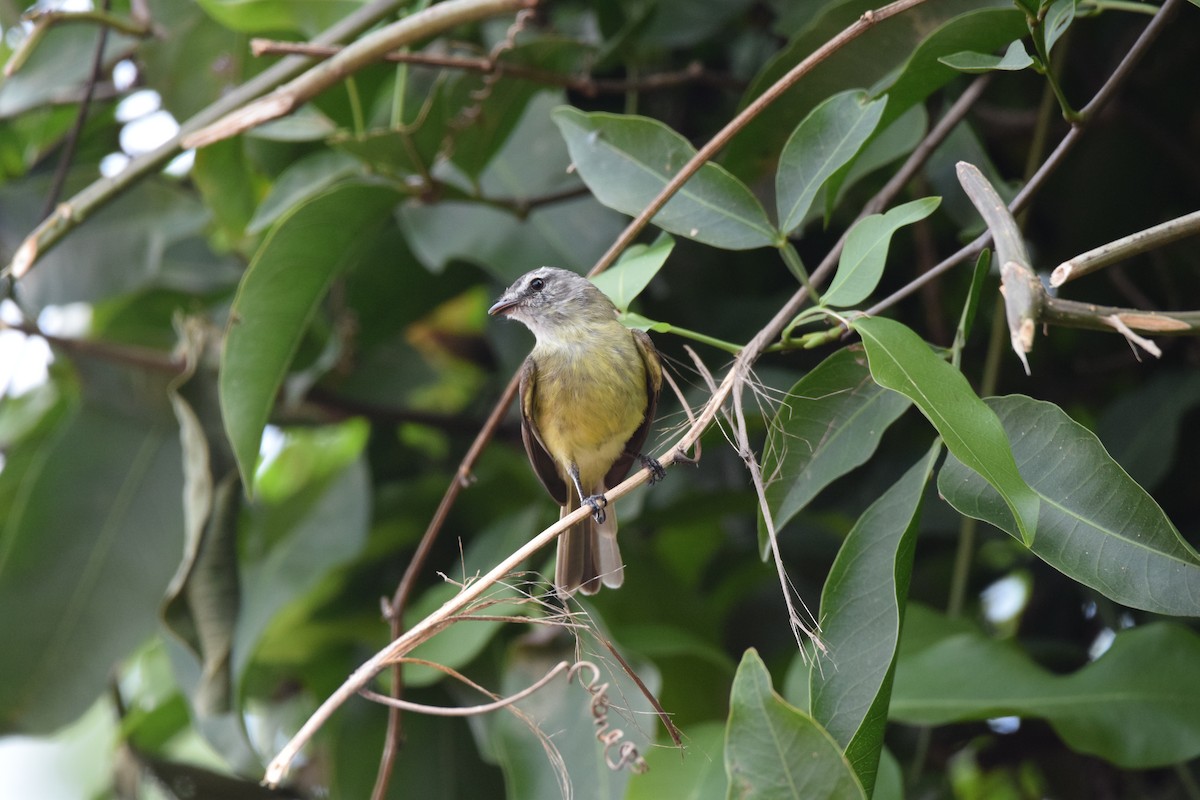 Sooty-headed Tyrannulet - Freddy Oswaldo Ovalles Pabon