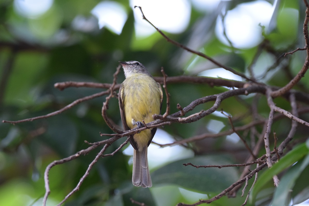 Sooty-headed Tyrannulet - Freddy Oswaldo Ovalles Pabon