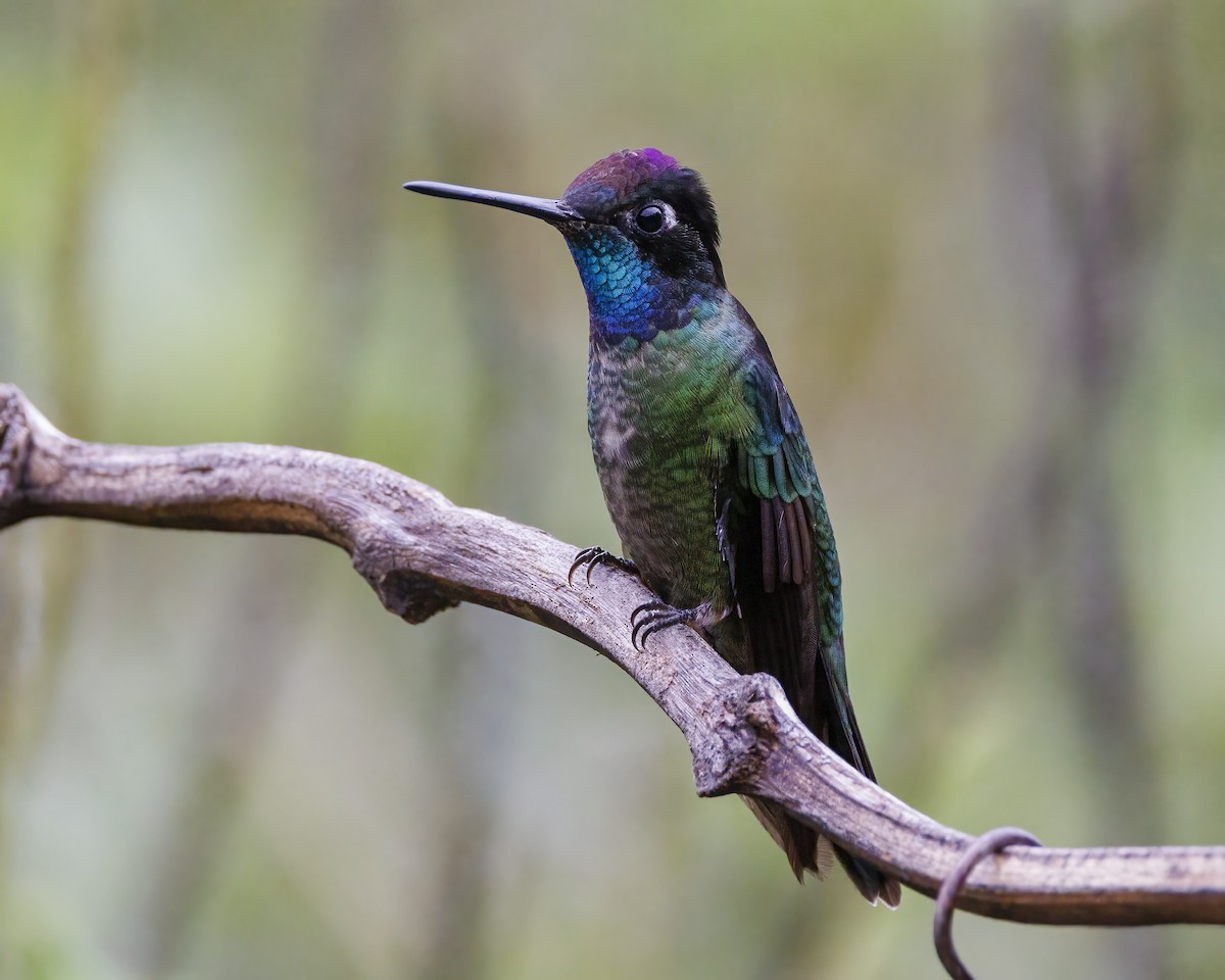 Talamanca Hummingbird - Patricia Davis