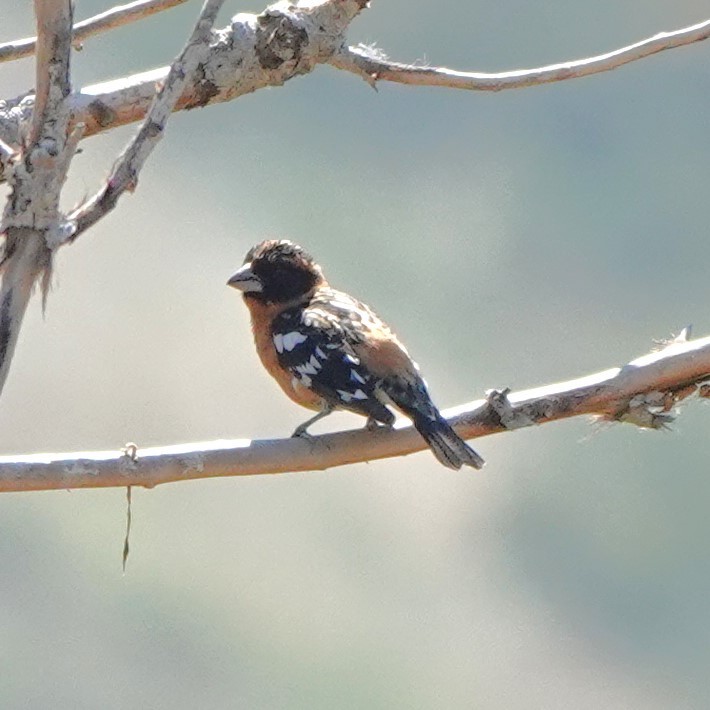 Black-headed Grosbeak - ML618989102