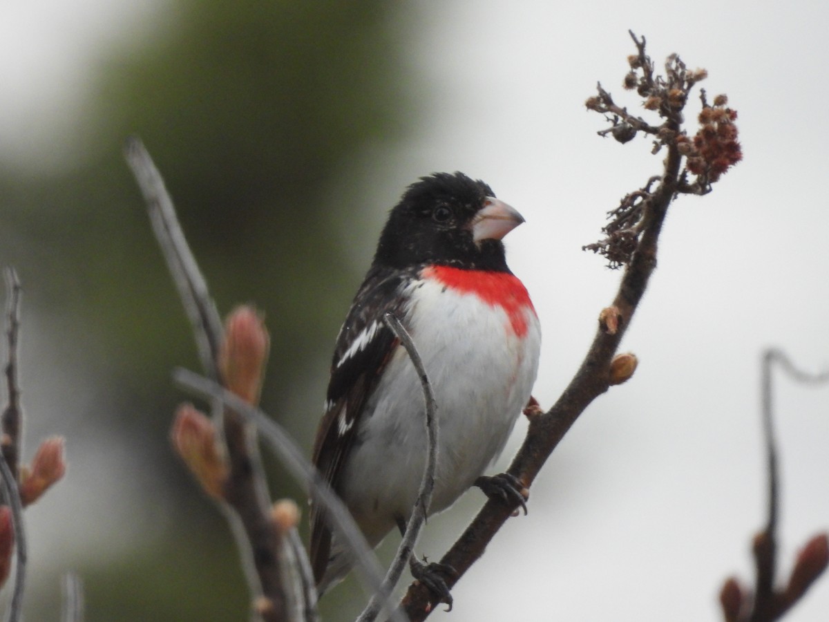 Rose-breasted Grosbeak - Belinda  Gallagher