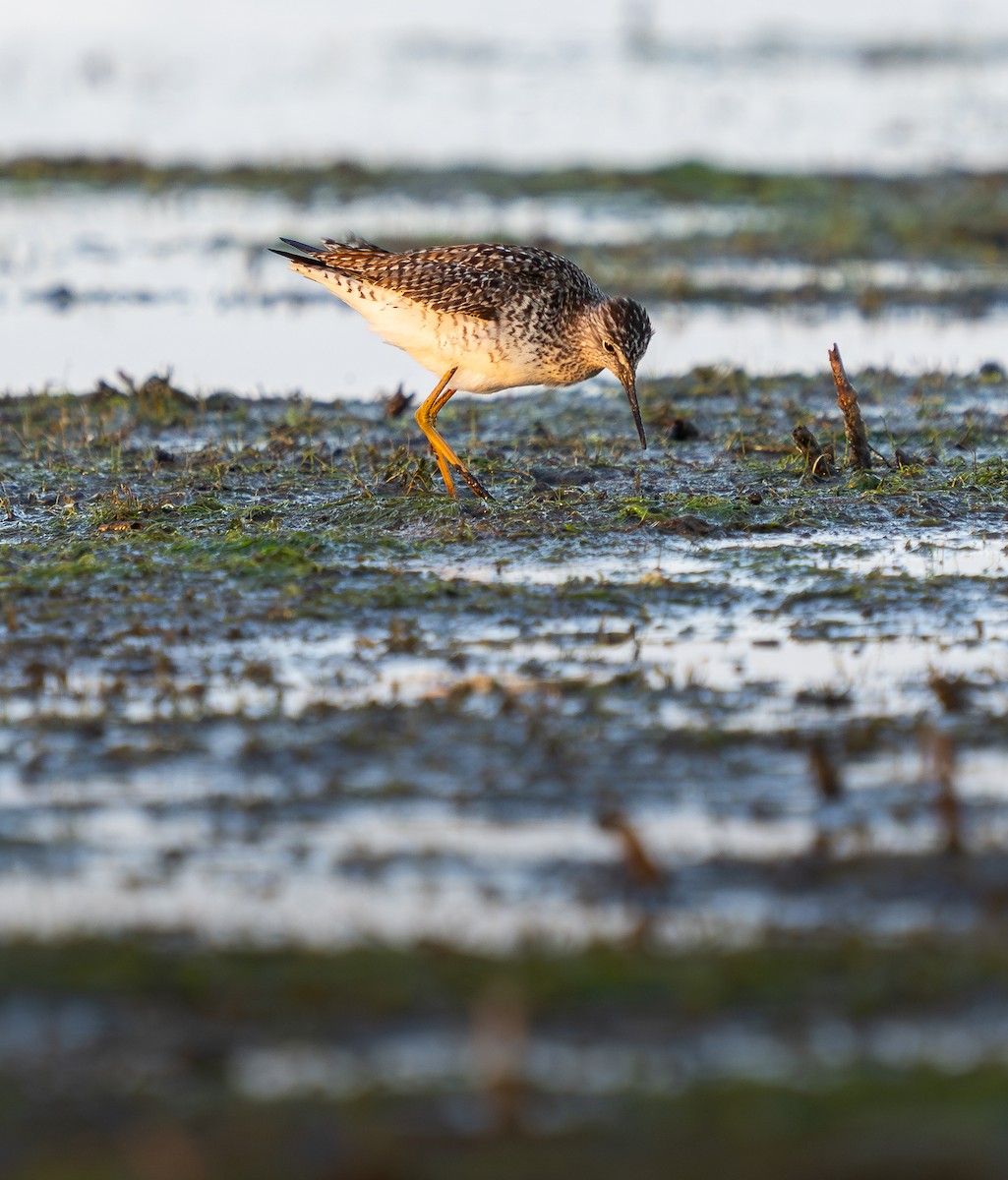 Lesser Yellowlegs - Andre LaRoche