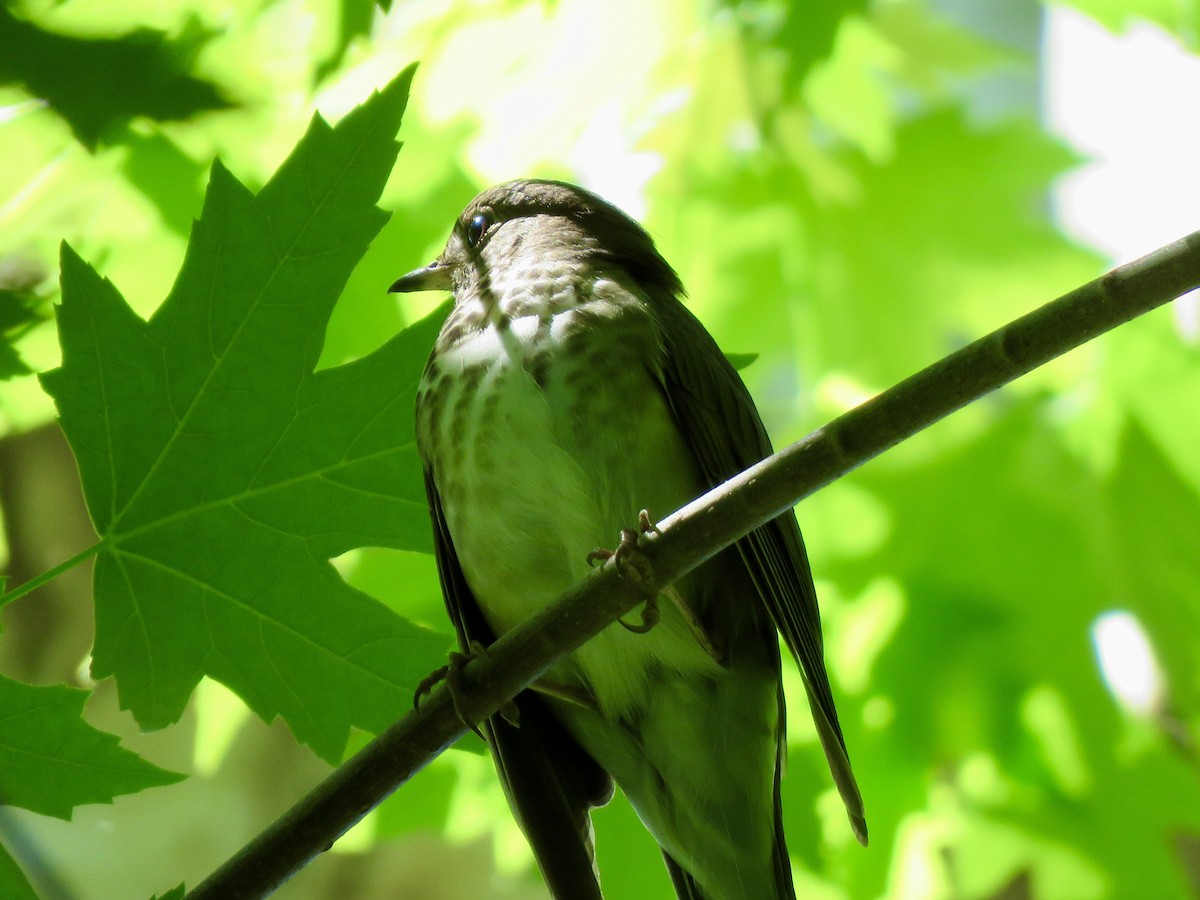 Gray-cheeked Thrush - ML618989125