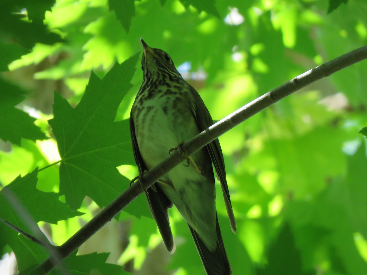 Gray-cheeked Thrush - ML618989126