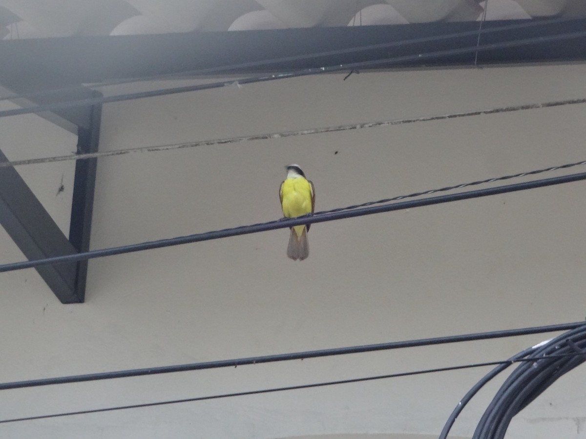 Lesser Kiskadee - ARNOLD RODRIGUEZ