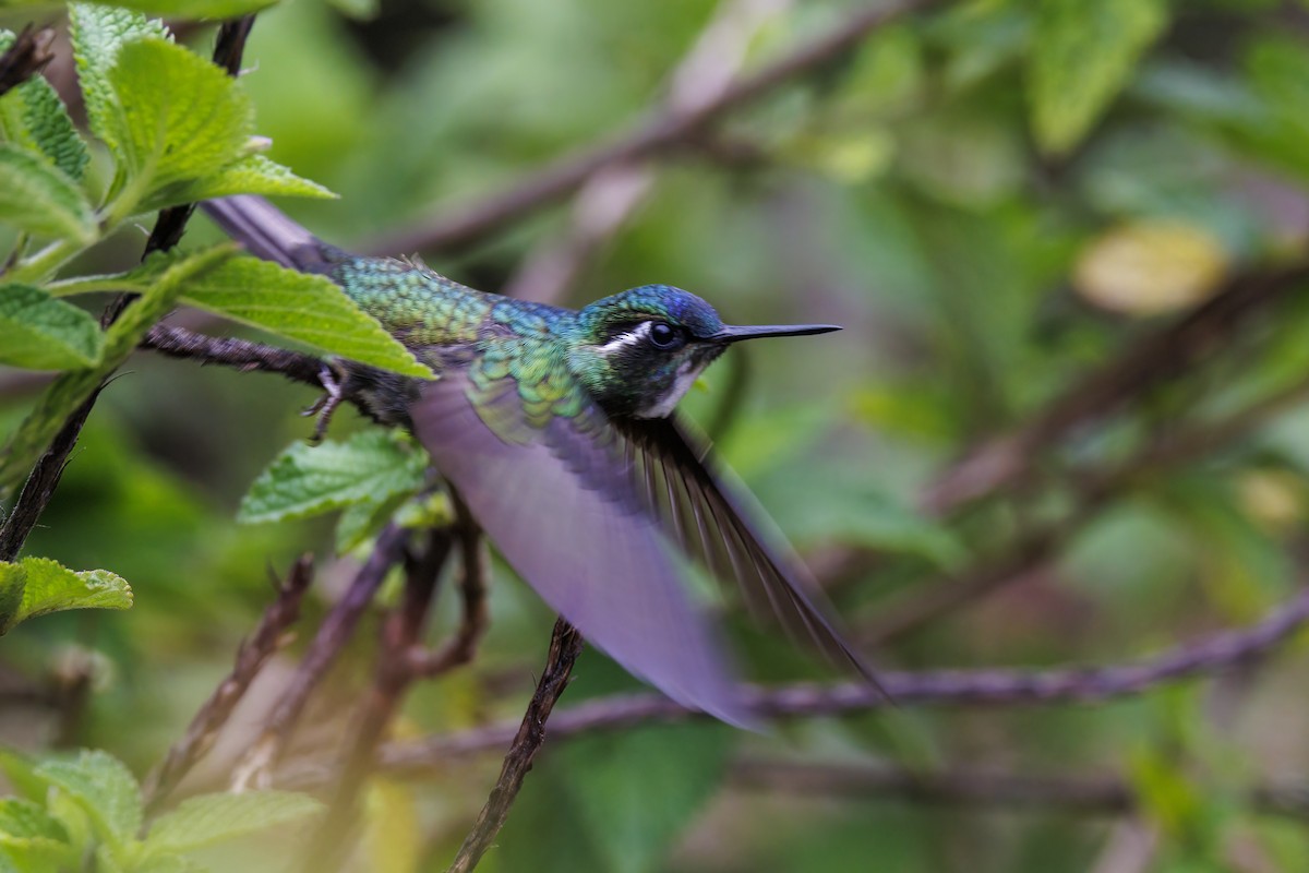 White-throated Mountain-gem - Patricia Davis