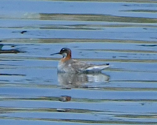 Red-necked Phalarope - Ted Wolff